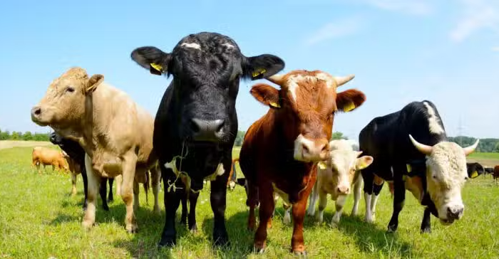 31 Fun Facts About Cows For Kids
