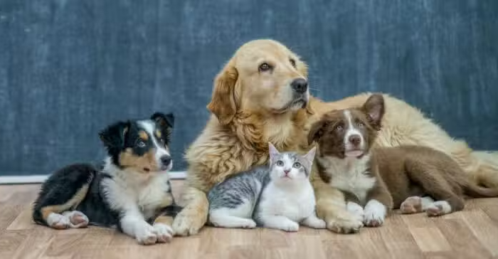 National Pet Day | April 11